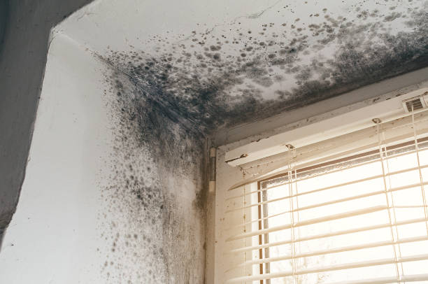 Affordable Mold Remediation solutions in Centreville, MI