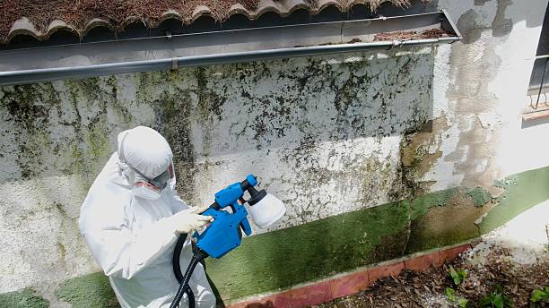 Top rated local Mold Remediation specialists in Centreville, MI